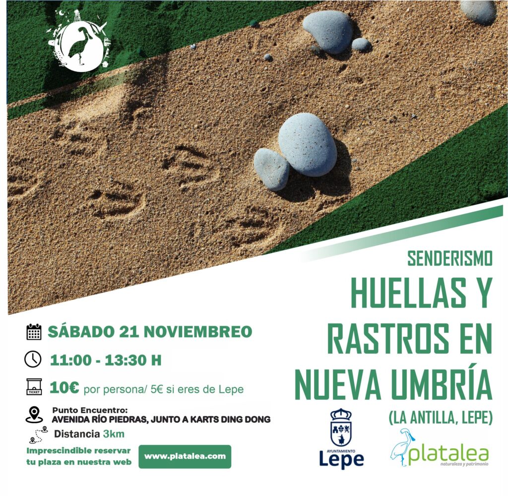 s21 lepe